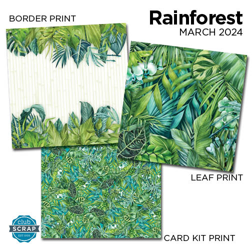 Rainforest 12x12 Prints