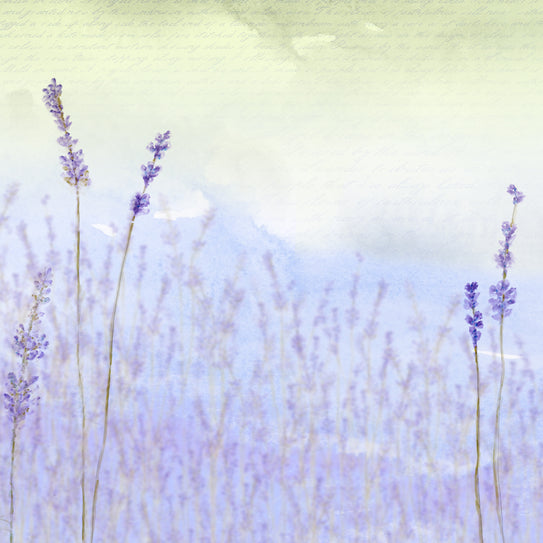Lavender Fields Remix 12x12 Prints
