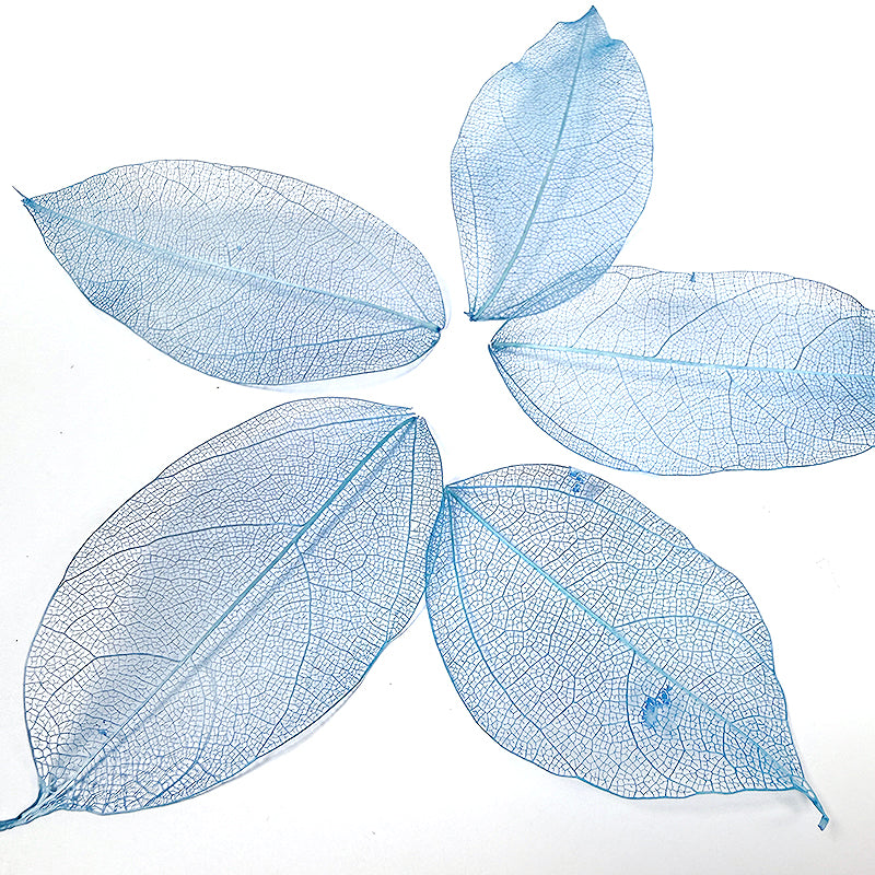 Blue Botanicals Skeleton Leaves